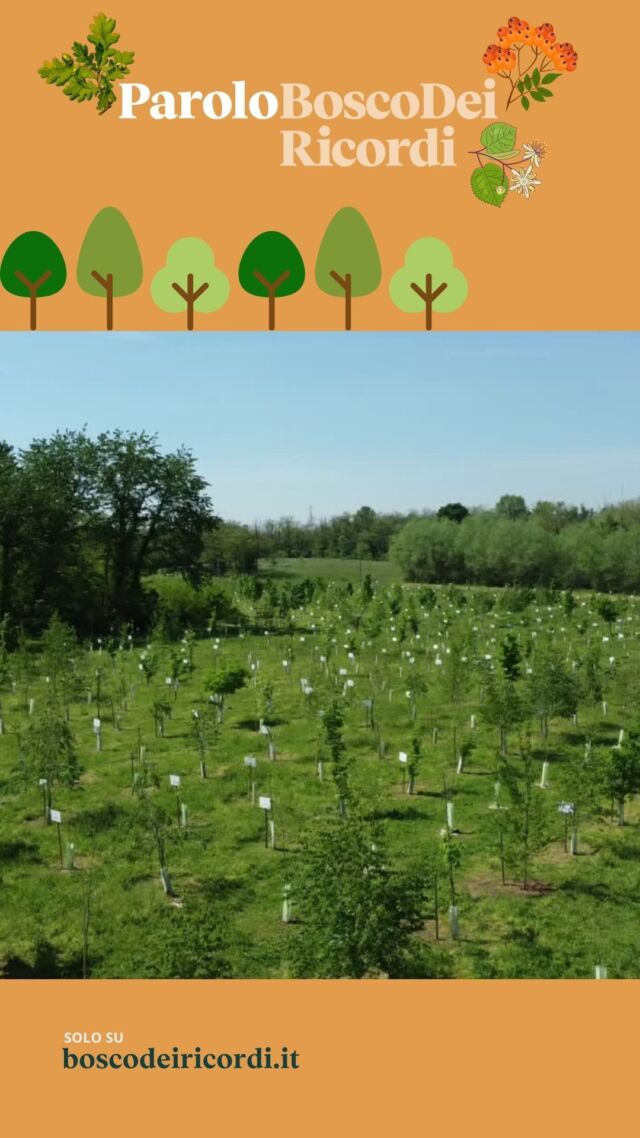 Crea ricordi duraturi con pianta in vaso ornamentale albero di